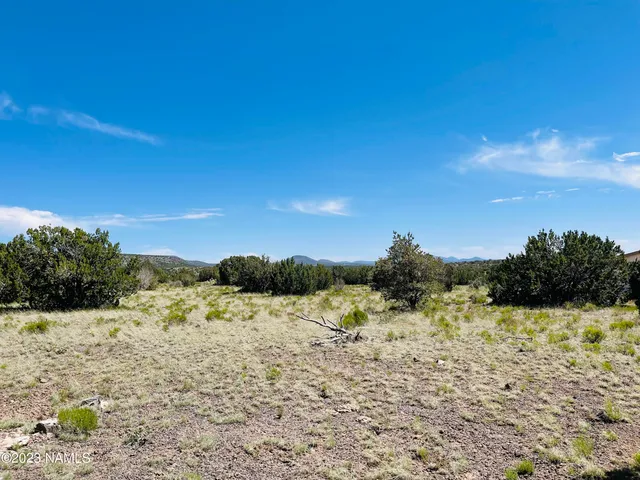 a view of a dry yard with a tree