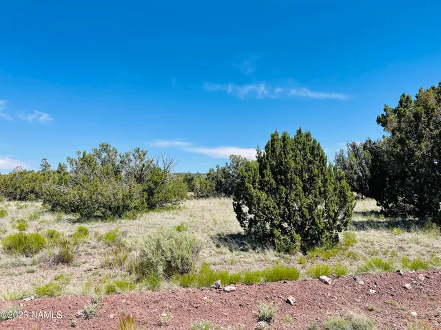a view of a yard with a tree