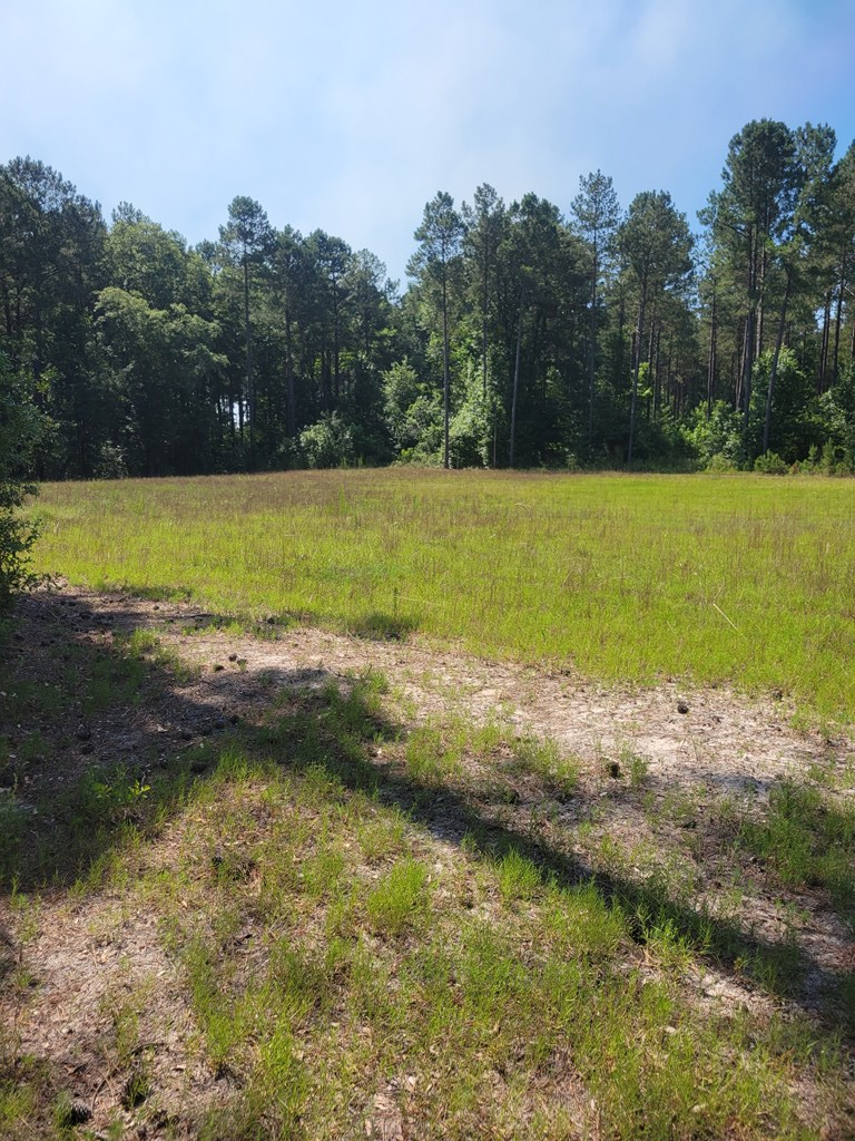 Tbd Hunters Chapel Road Bamberg, SC 29003 - Photo 3 of 6