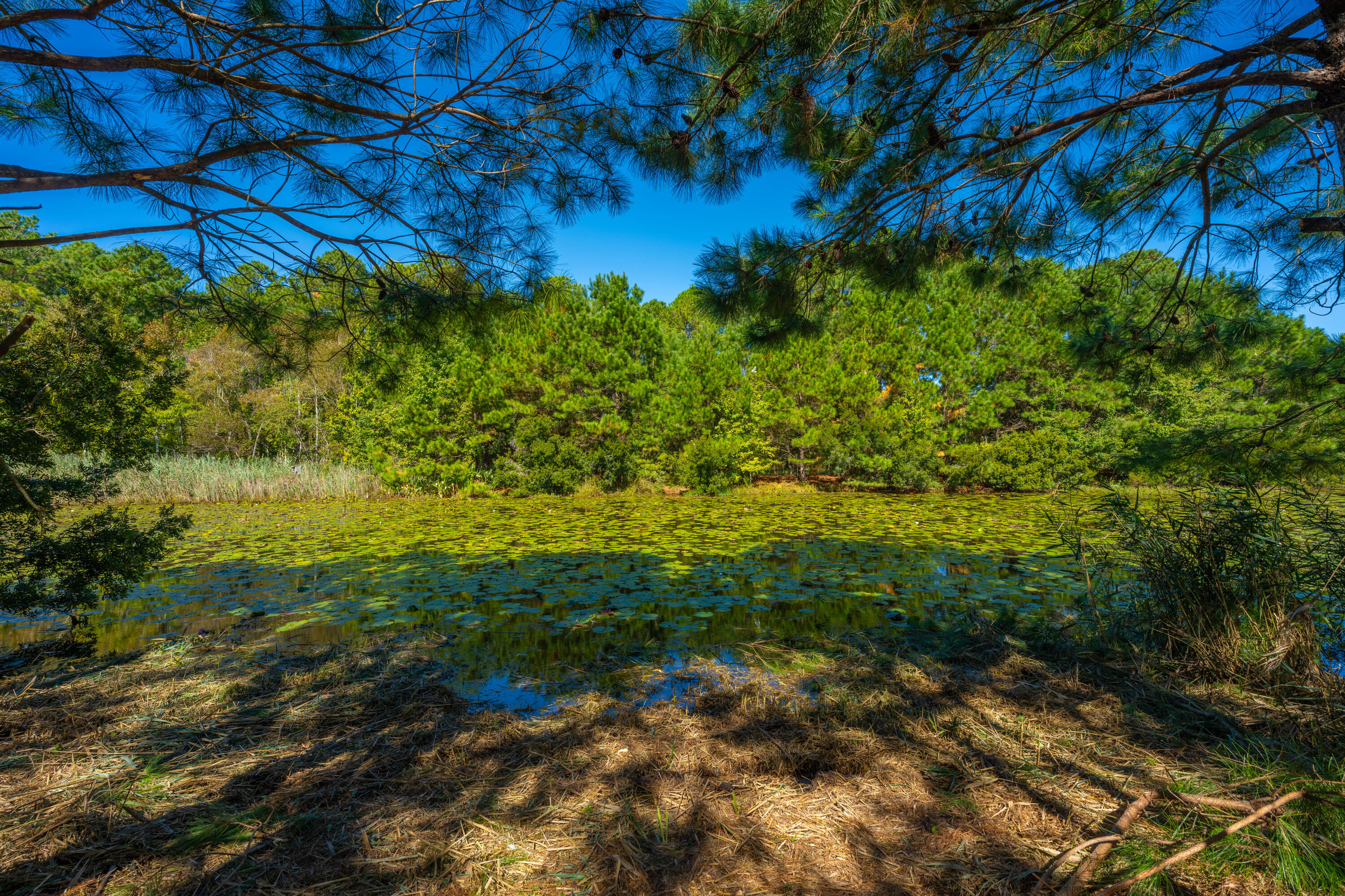 6131 Rudder Lane Awendaw, SC 29429 - Photo 16 of 29 6131RudderLn050