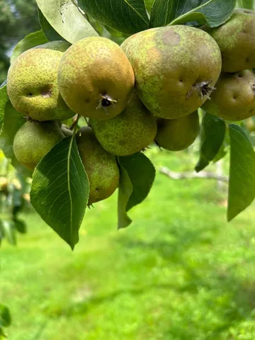 $1,595,000 | 428 N Road, Salisbury, NH 03235