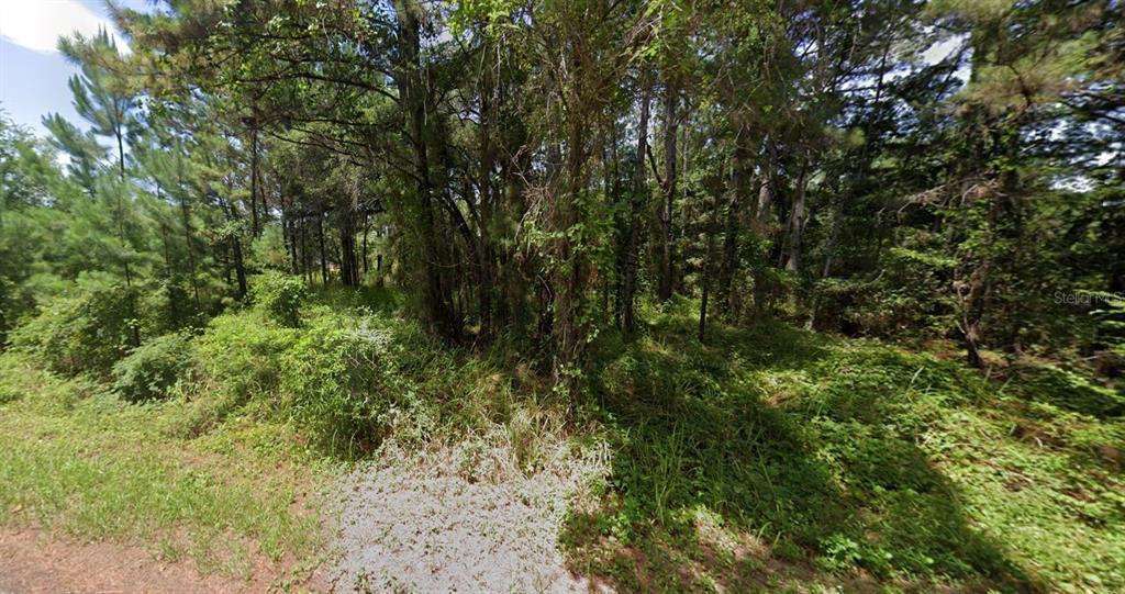 a view of a forest with lots of trees