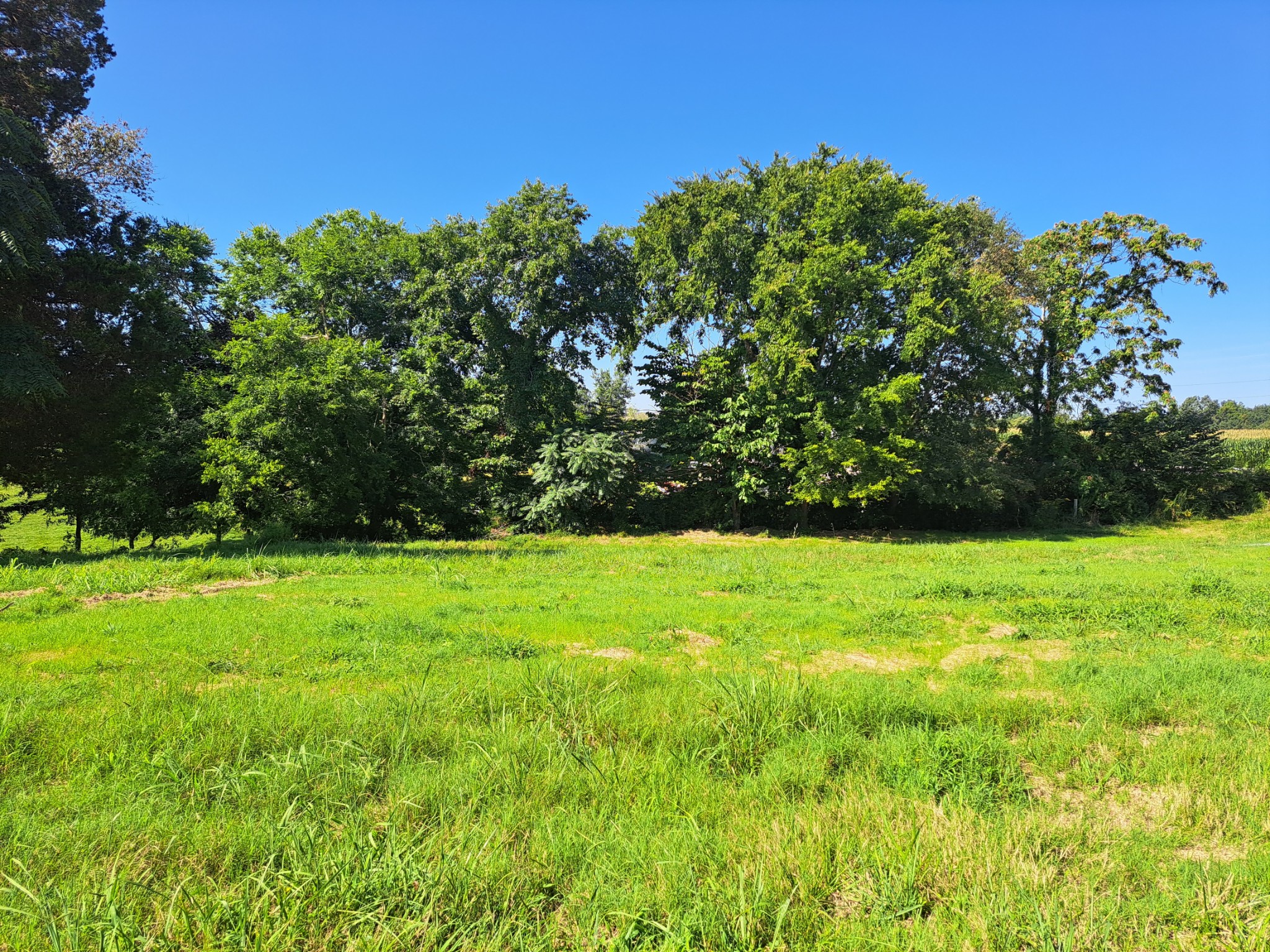 989 Carthage Road Red Boiling Springs, TN 37150 - Photo 6 of 19 a view of yard with green space