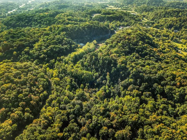 a view of a forest with trees in the background