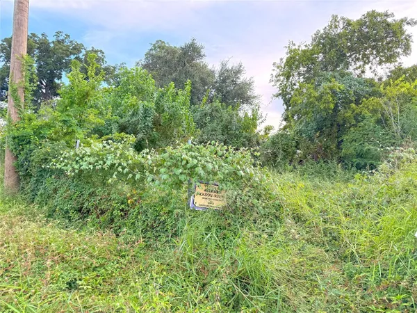 a plant with lots of trees