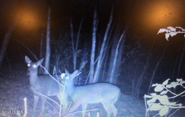 522 Green Road Ellerbe, NC 28338 - Photo 21 of 22 Pictures from Night Camera