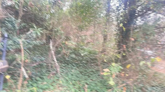 a close up of a tree