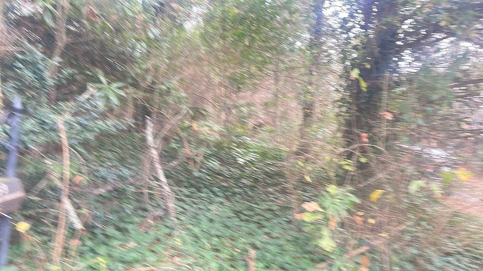 a close up of a tree