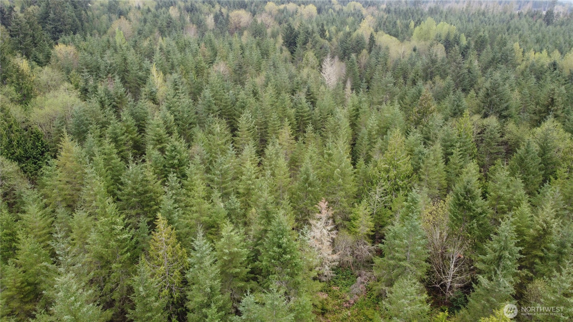 0 164th Street East Buckley, WA 98321 - Photo 3 of 9 a view of a forest with a street