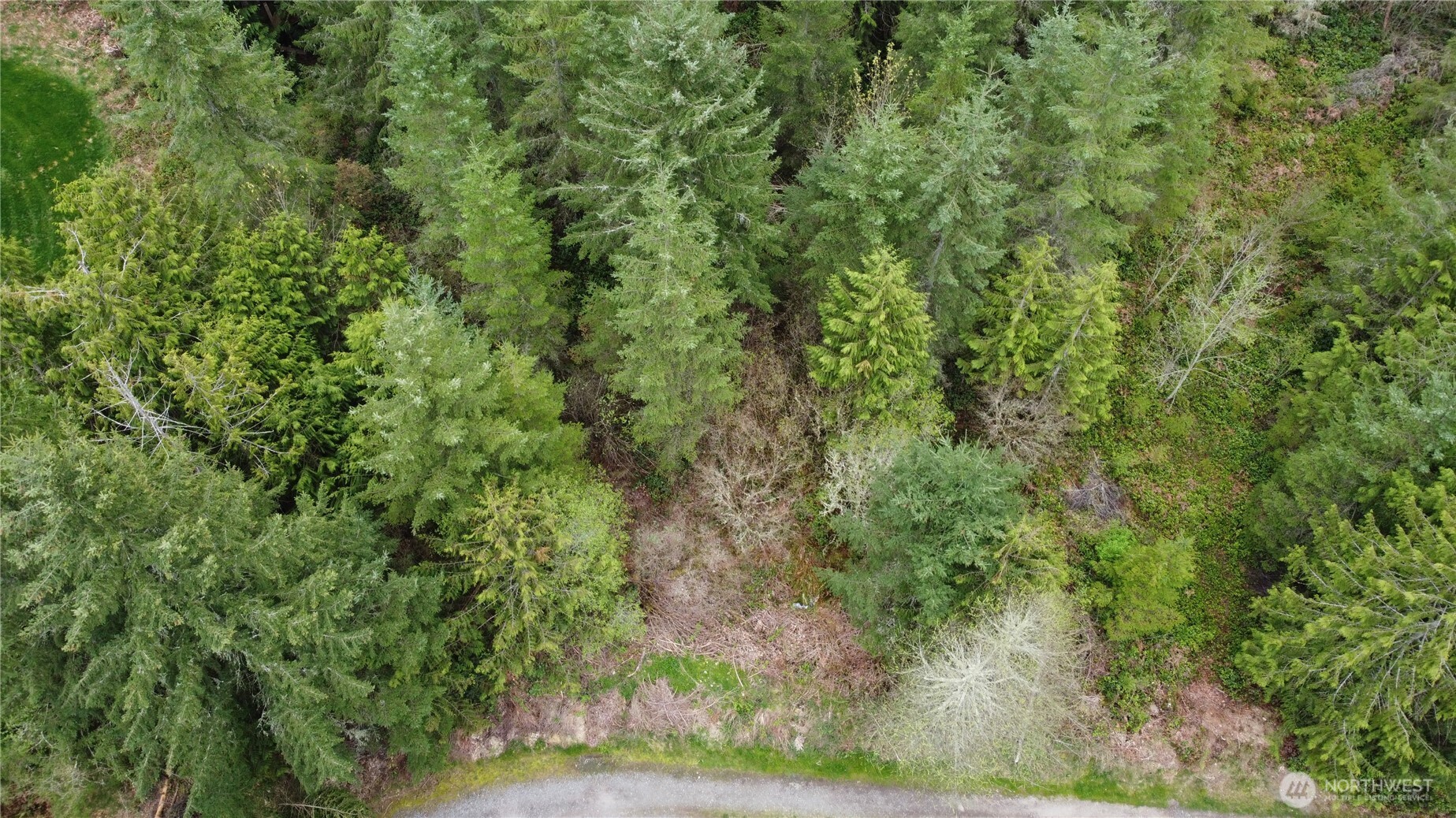 0 164th Street East Buckley, WA 98321 - Photo 4 of 9 a view of a forest with lots of trees