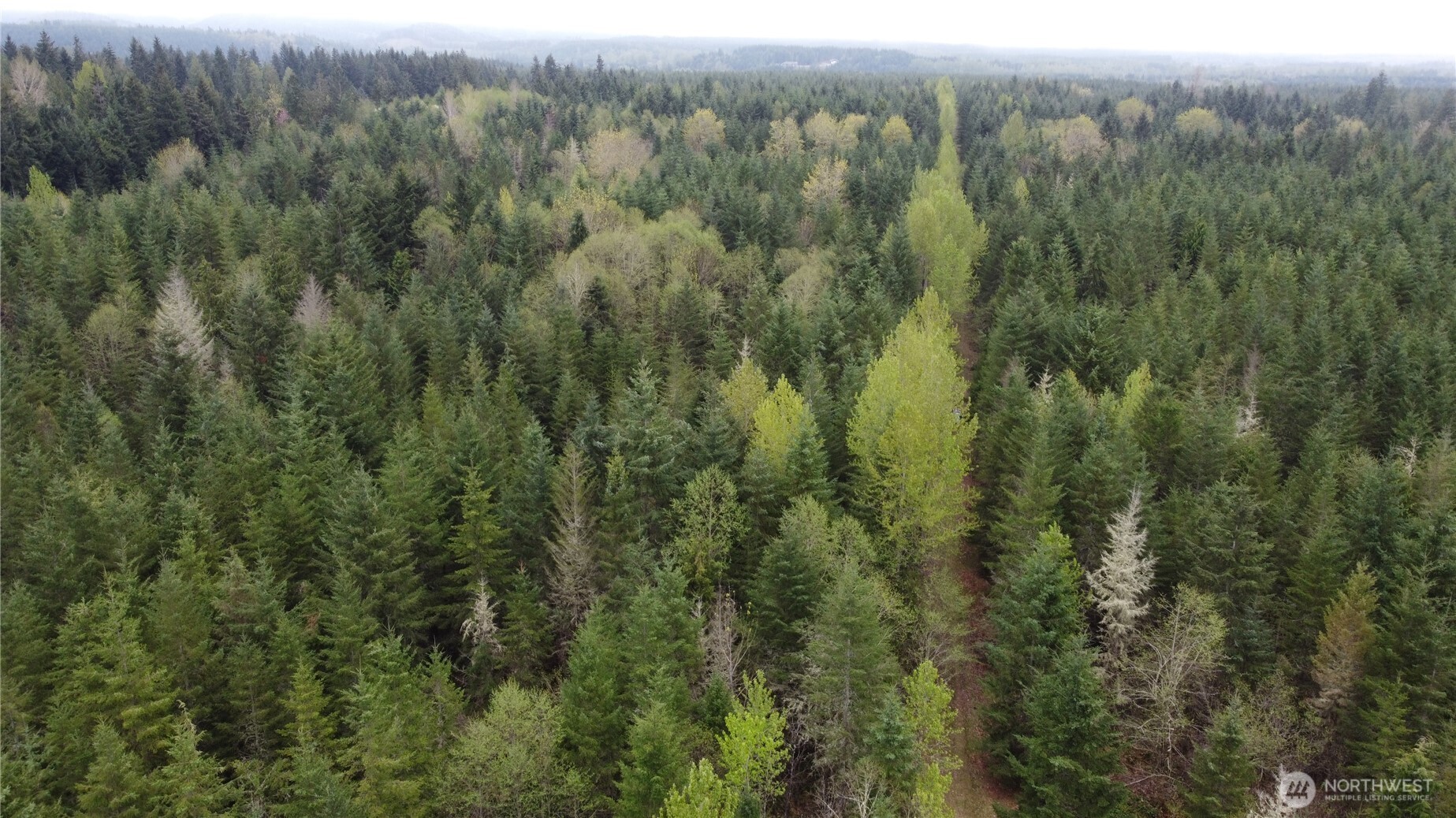 0 164th Street East Buckley, WA 98321 - Photo 7 of 9 a view of a lots of trees and bushes