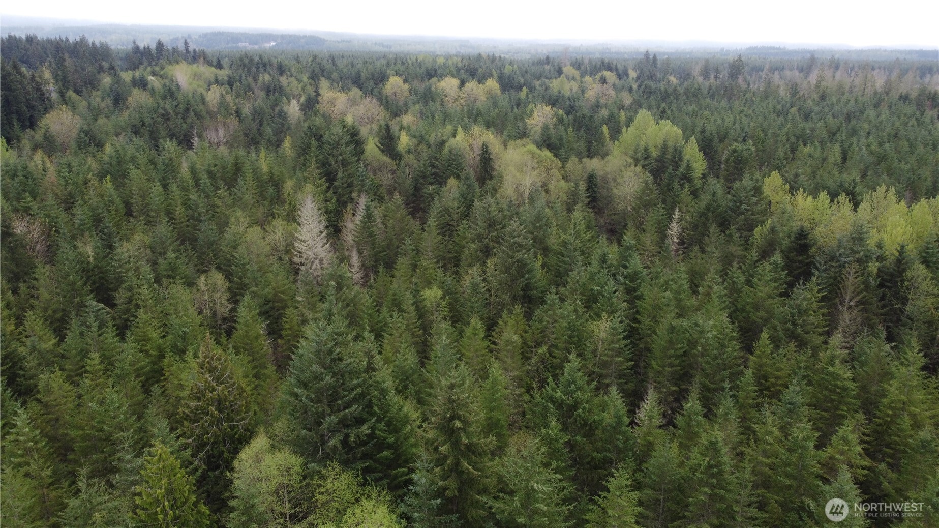 0 164th Street East Buckley, WA 98321 - Photo 9 of 9 a view of a forest with a street