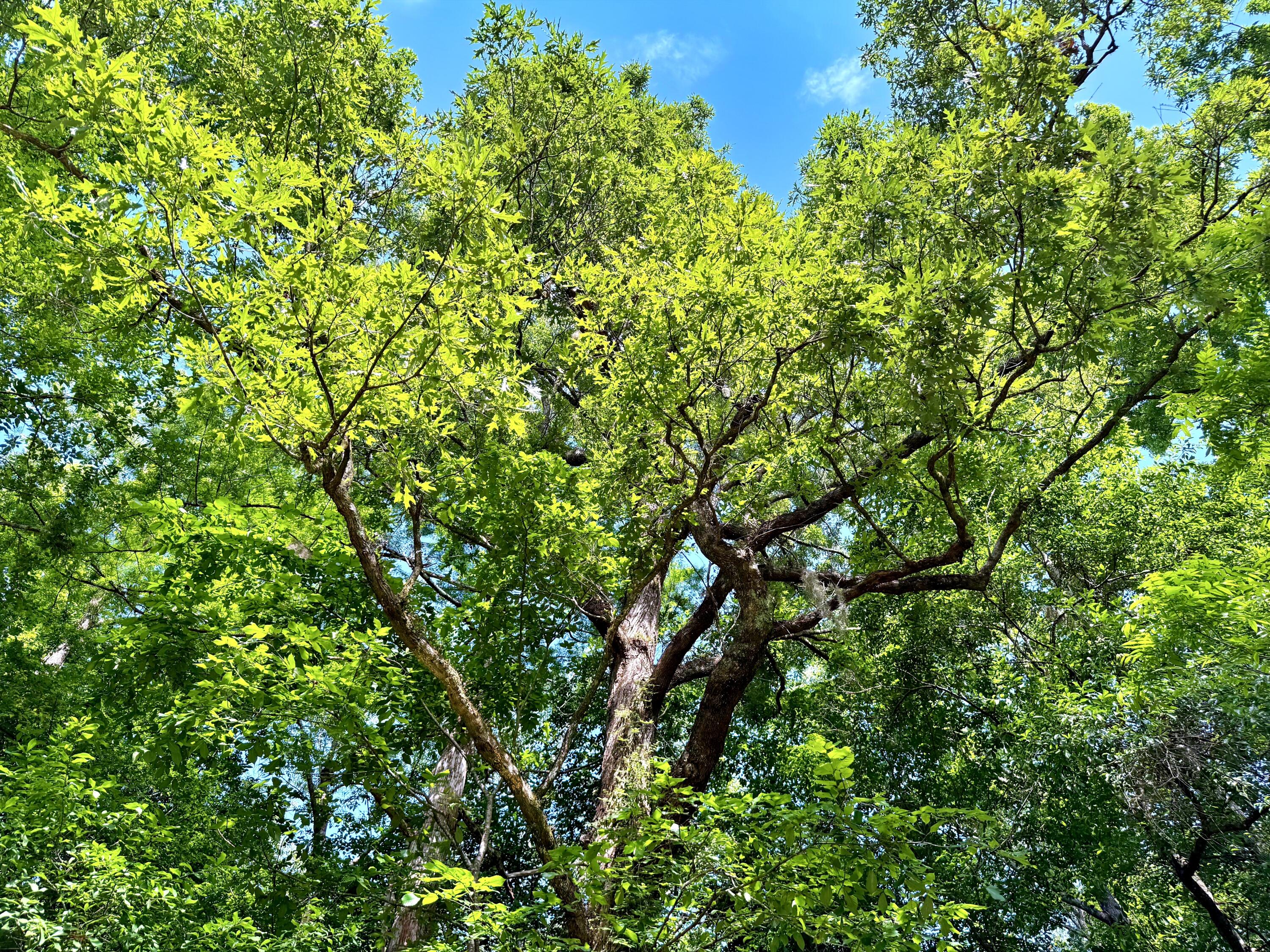 1401 Lambert Loop Georgetown, SC 29440 - Photo 4 of 19 4
