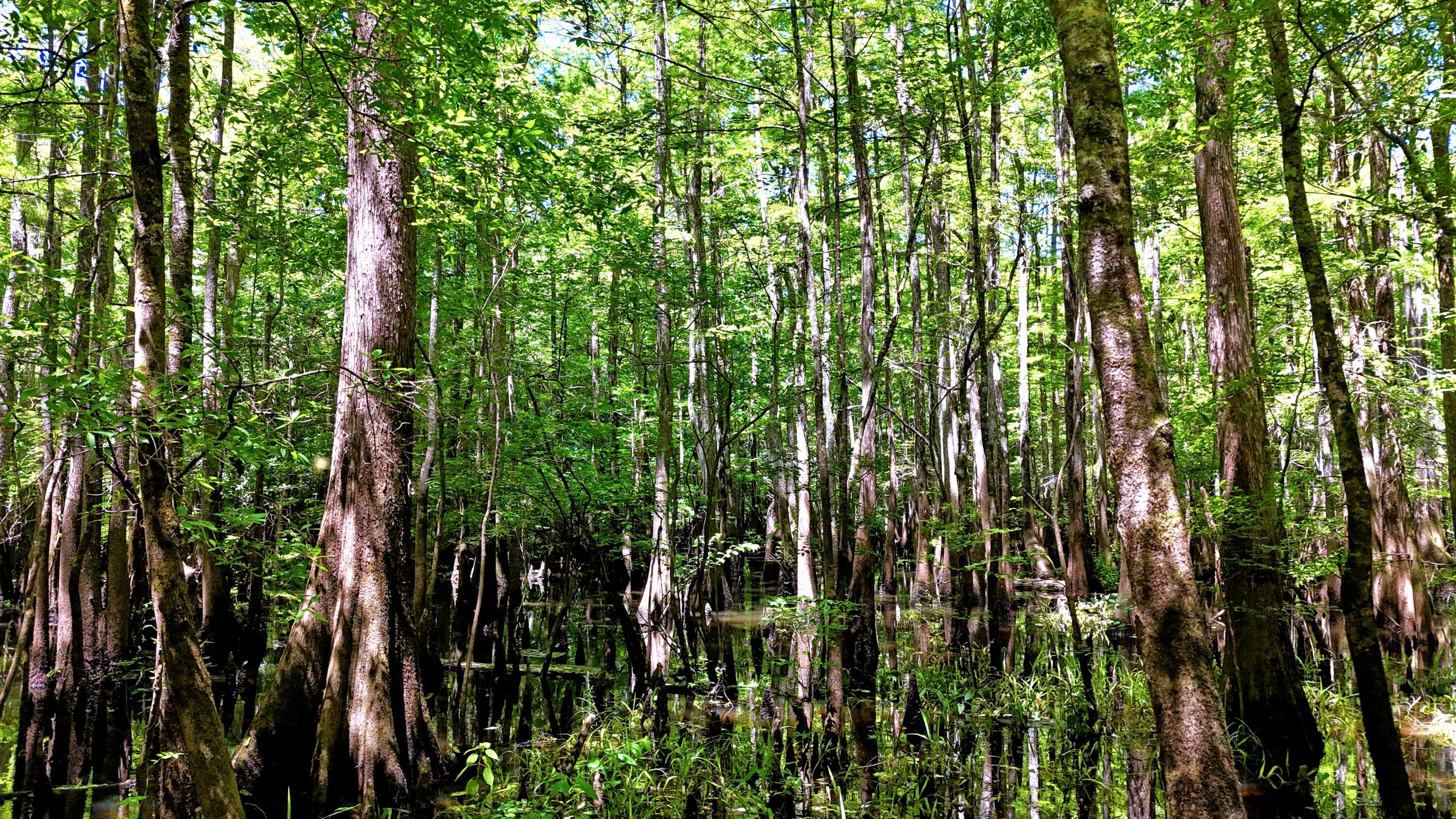 1401 Lambert Loop Georgetown, SC 29440 - Photo 6 of 19 6