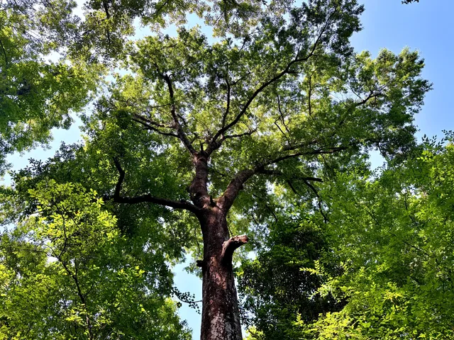 $395,000 | 1401 Lambert Loop, Georgetown, SC 29440