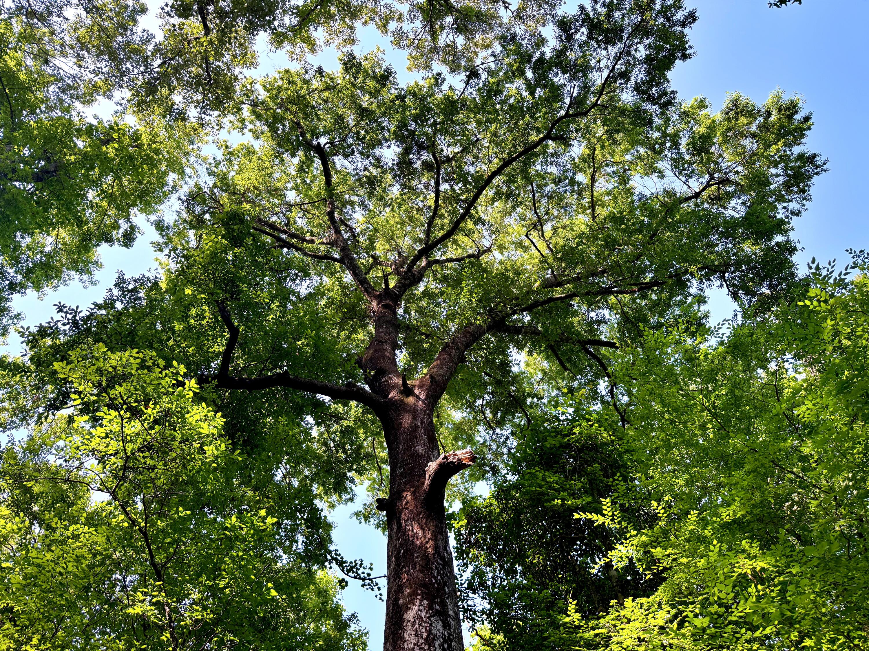 1401 Lambert Loop Georgetown, SC 29440 - Photo 7 of 19 7