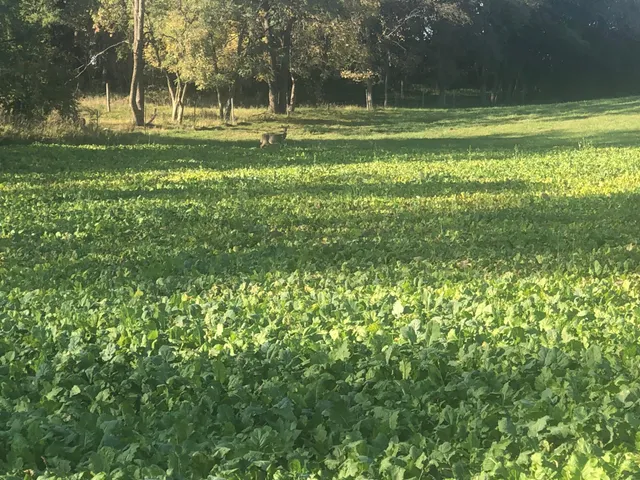 $325,000 | Xxxx 280th Street East, Webster, MN 55088