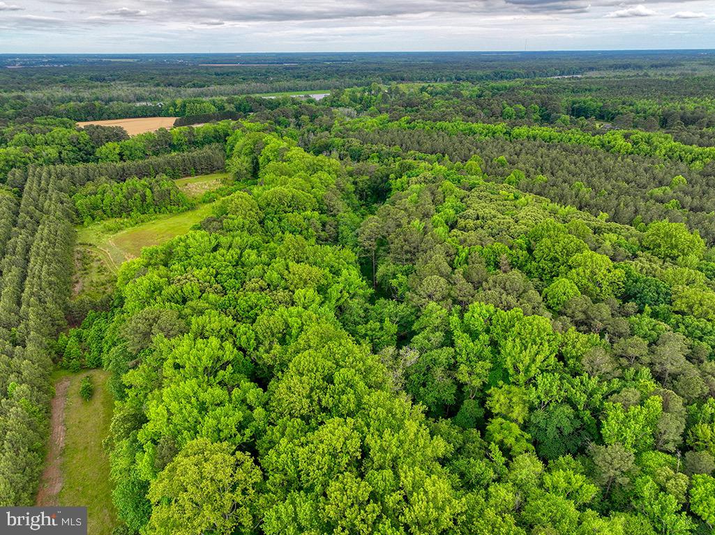 27950 Woodland Road Seaford, DE 19973 - Photo 20 of 43 a view of a field of grass and trees