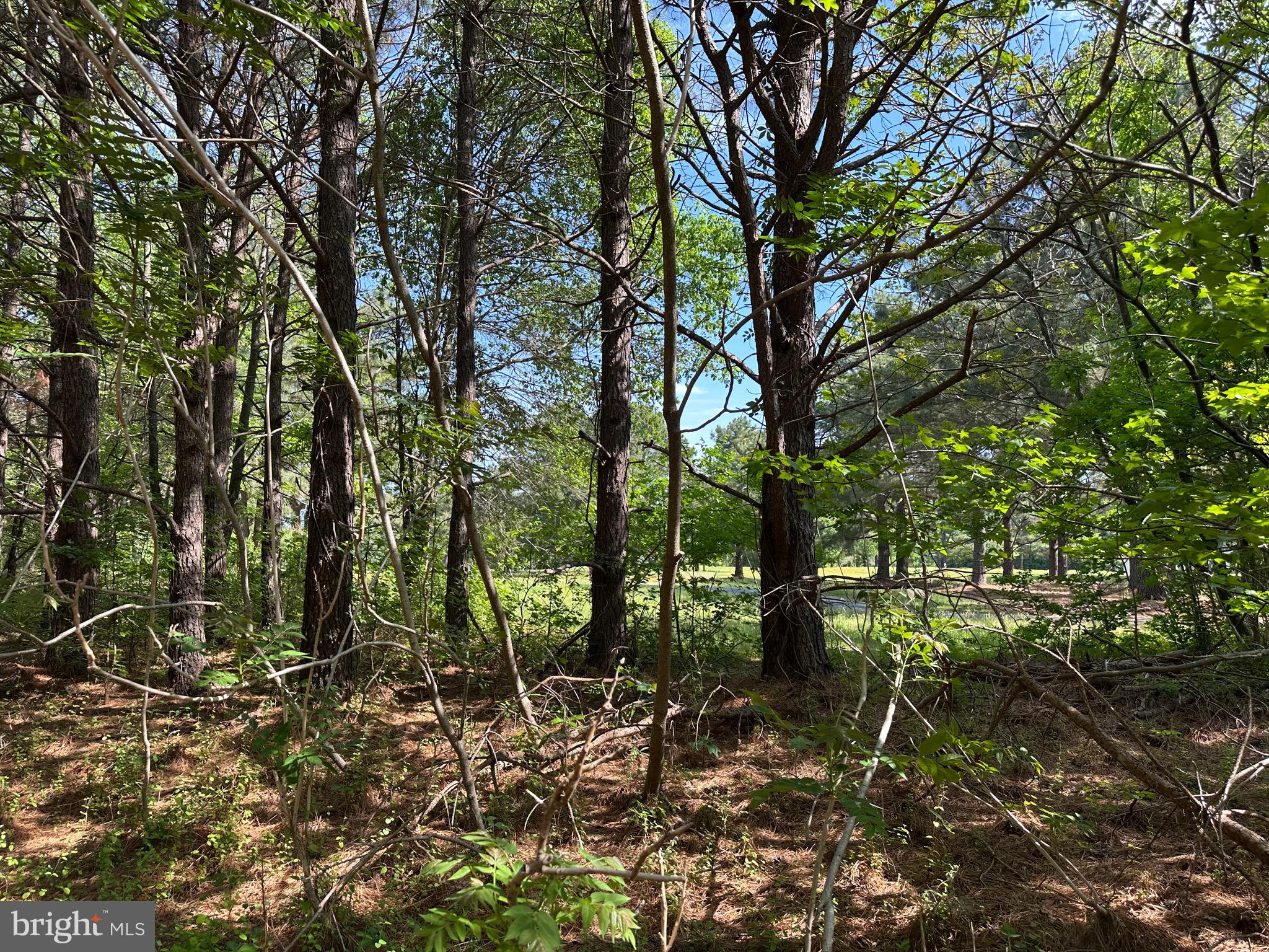 27950 Woodland Road Seaford, DE 19973 - Photo 31 of 43 a backyard of a house with lots of green space
