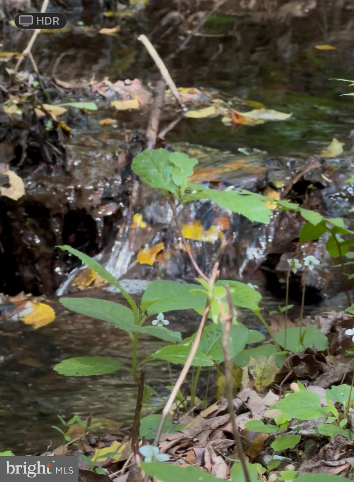 27950 Woodland Road Seaford, DE 19973 - Photo 7 of 43 a view of a lake