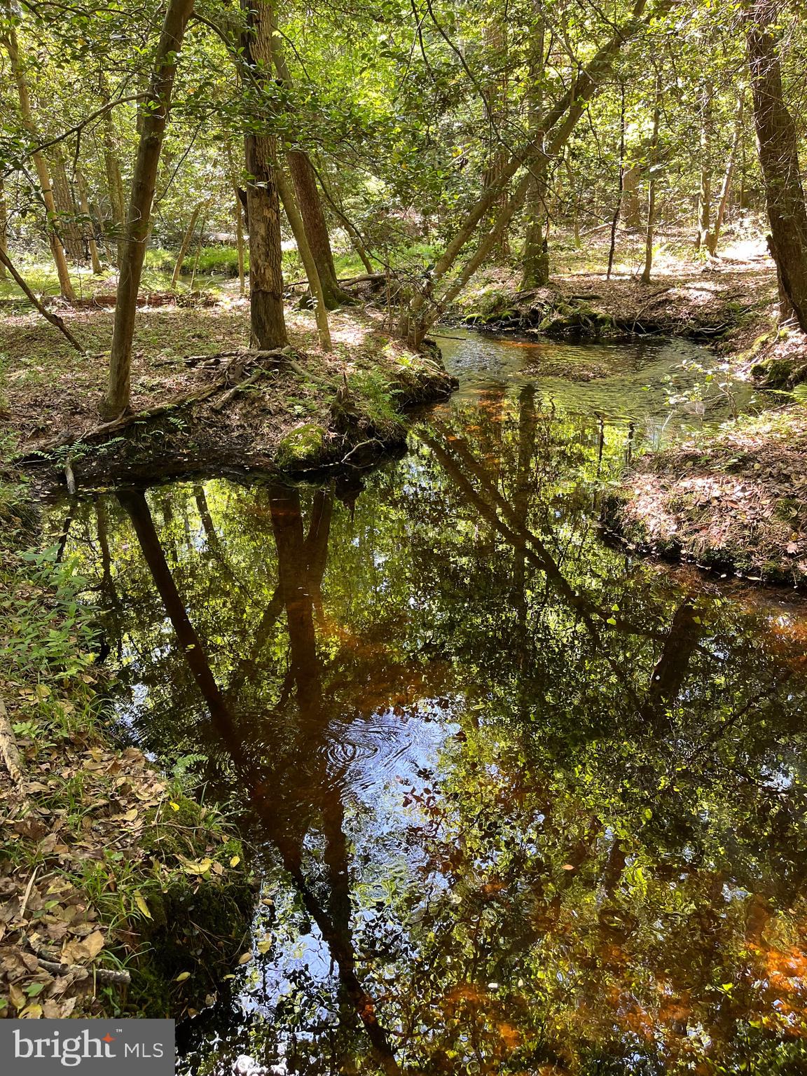 27950 Woodland Road Seaford, DE 19973 - Photo 8 of 43 a view of a tree