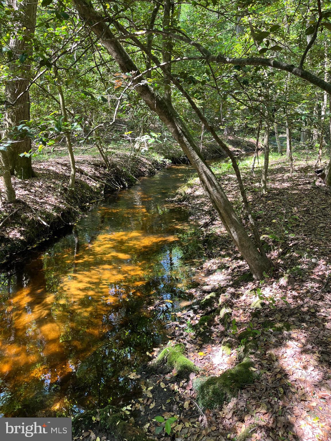 27950 Woodland Road Seaford, DE 19973 - Photo 9 of 43 a view of a tree with a yard