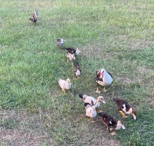 $515,000 | 16180 Oak Lawn Drive, Splendora, TX 77372