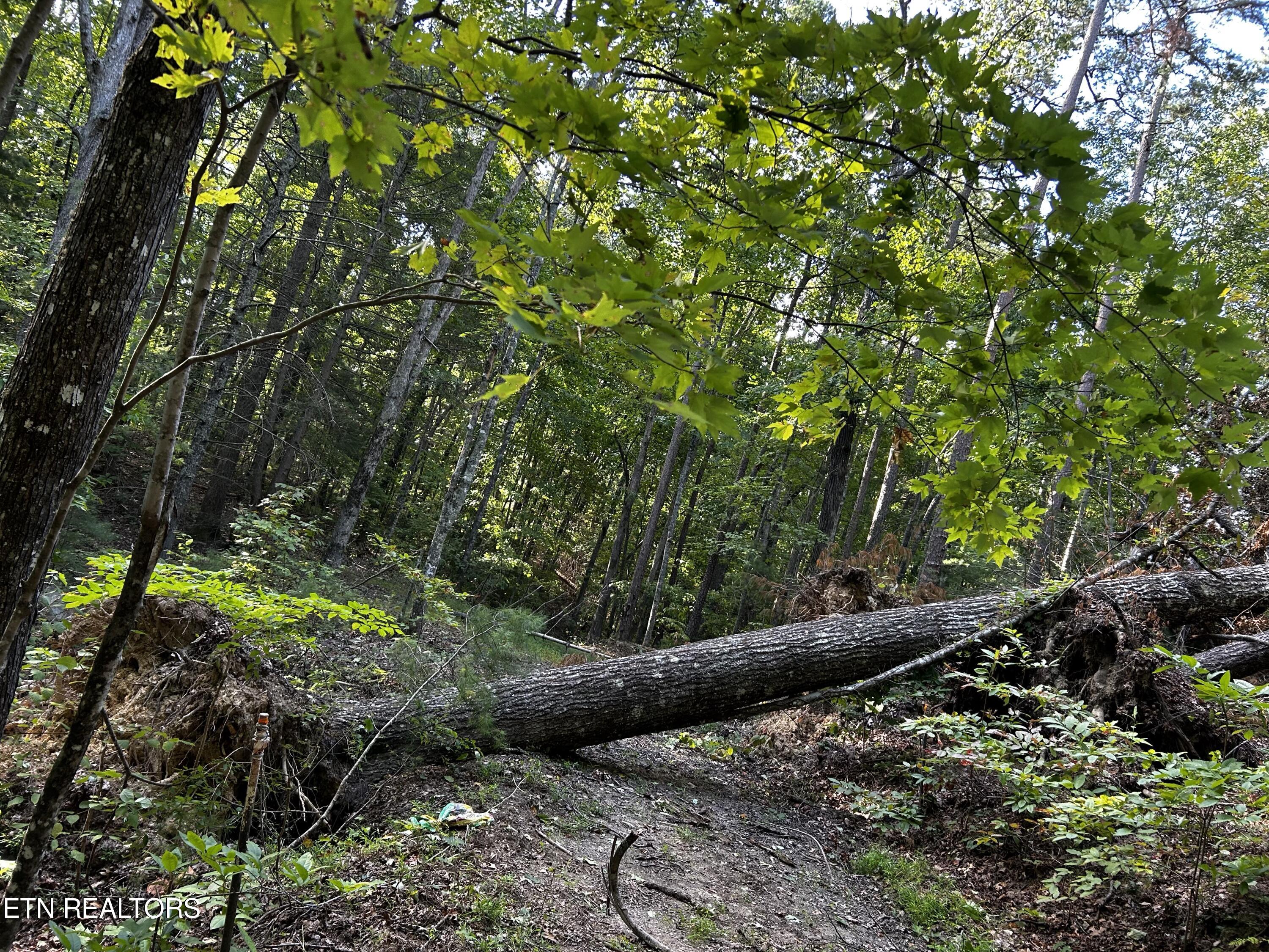 Bailey Road Tellico Plains, TN 37385 - Photo 7 of 9 IMG_5546