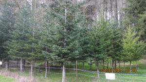 37430 Upper Nestucca Road Beaver, OR 97108 - Photo 18 of 20 ore Trees