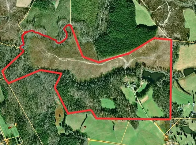 a view of a park with large trees and plants