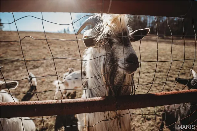 $449,900 | 11260 County Road 2180, Rolla, MO 65401