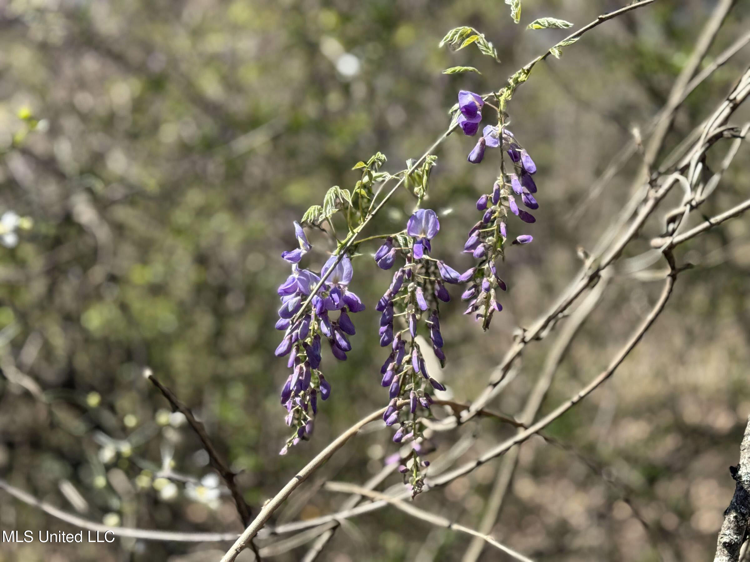 Ms-35 Charleston, MS 38921 - Photo 113 of 119 4omtch60