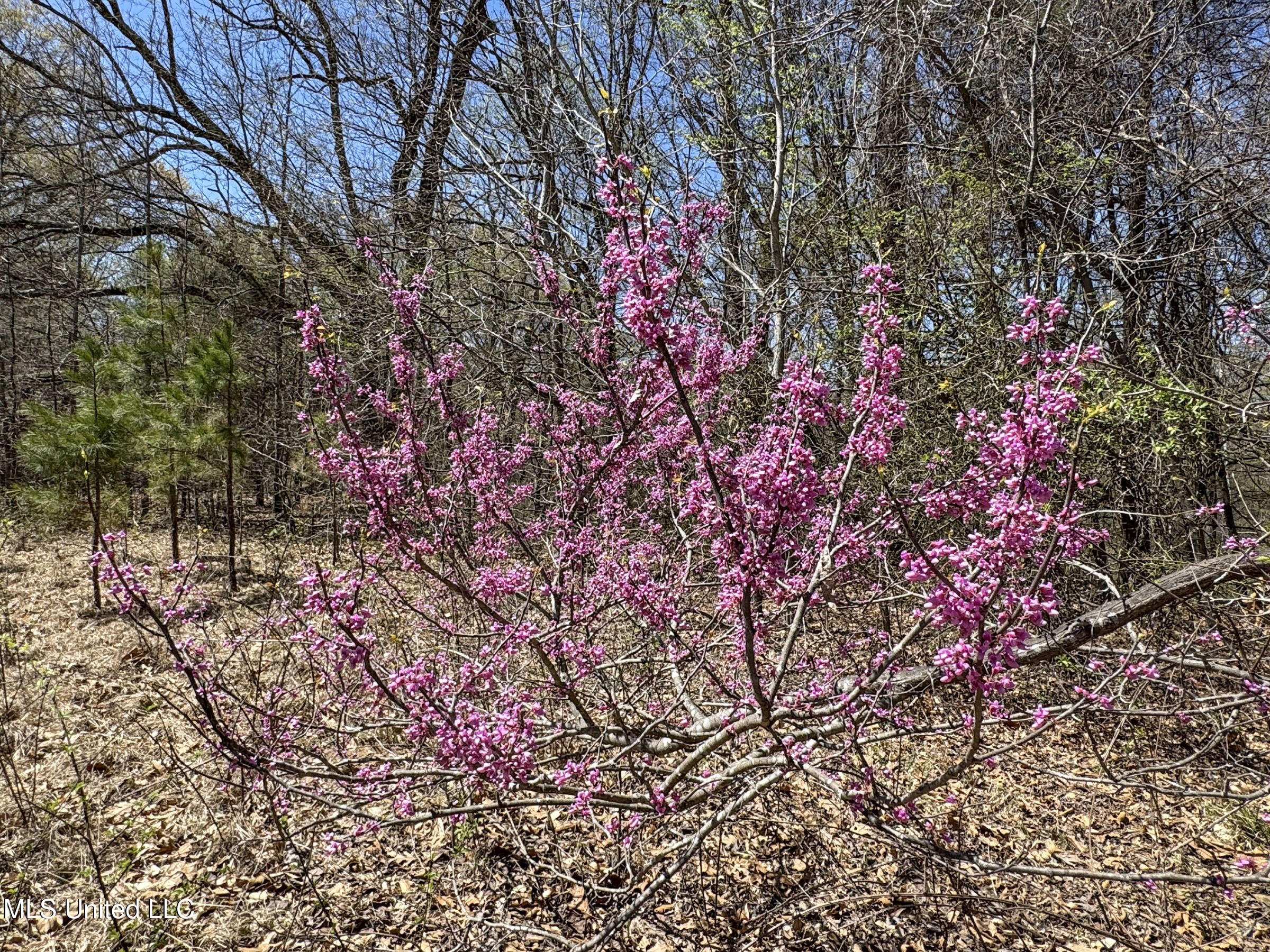 Ms-35 Charleston, MS 38921 - Photo 83 of 119 4omtch19
