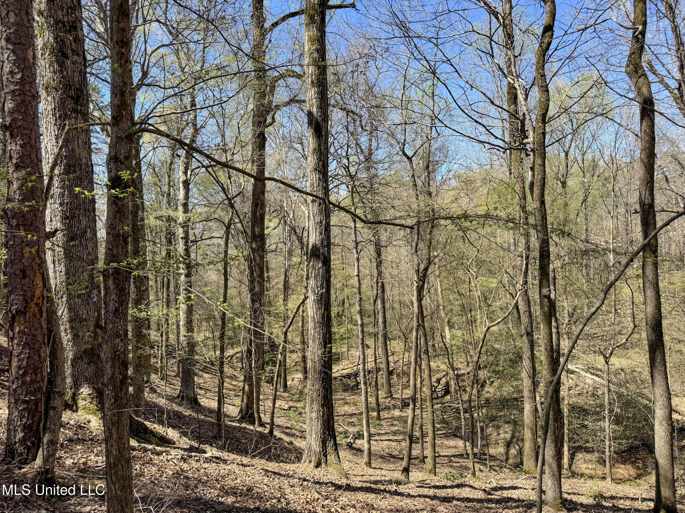 Ms-35 Charleston, MS 38921 - Photo 86 of 119 4omtch24