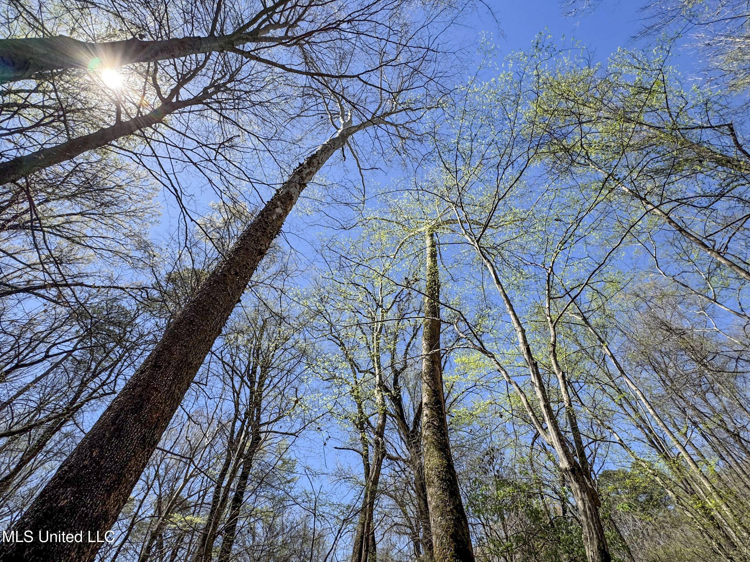 Ms-35 Charleston, MS 38921 - Photo 93 of 119 4omtch33