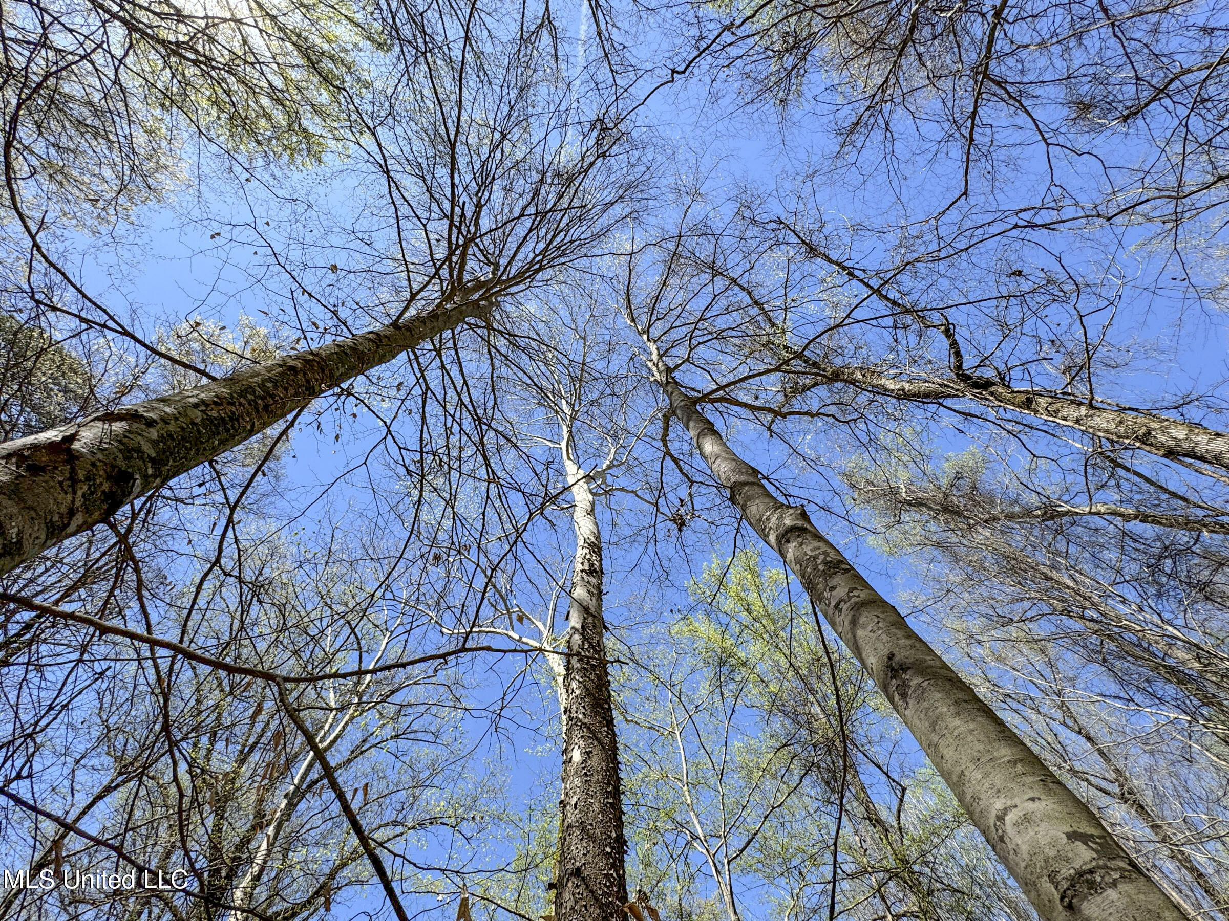 Ms-35 Charleston, MS 38921 - Photo 94 of 119 4omtch35