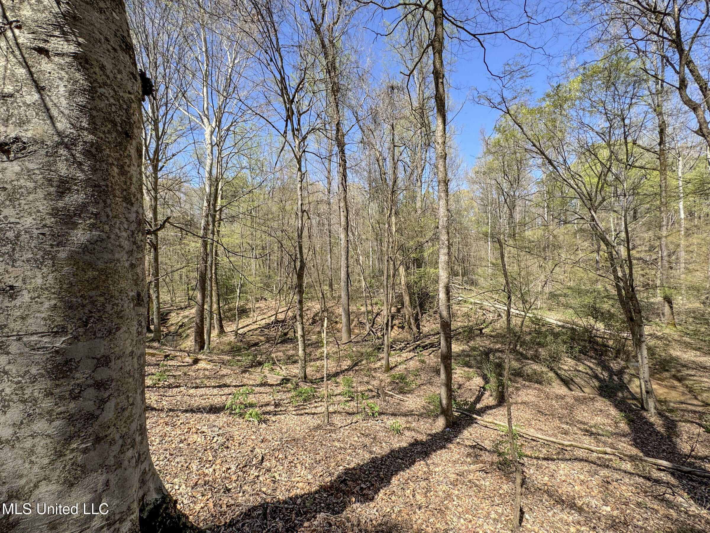 Ms-35 Charleston, MS 38921 - Photo 95 of 119 4omtch36