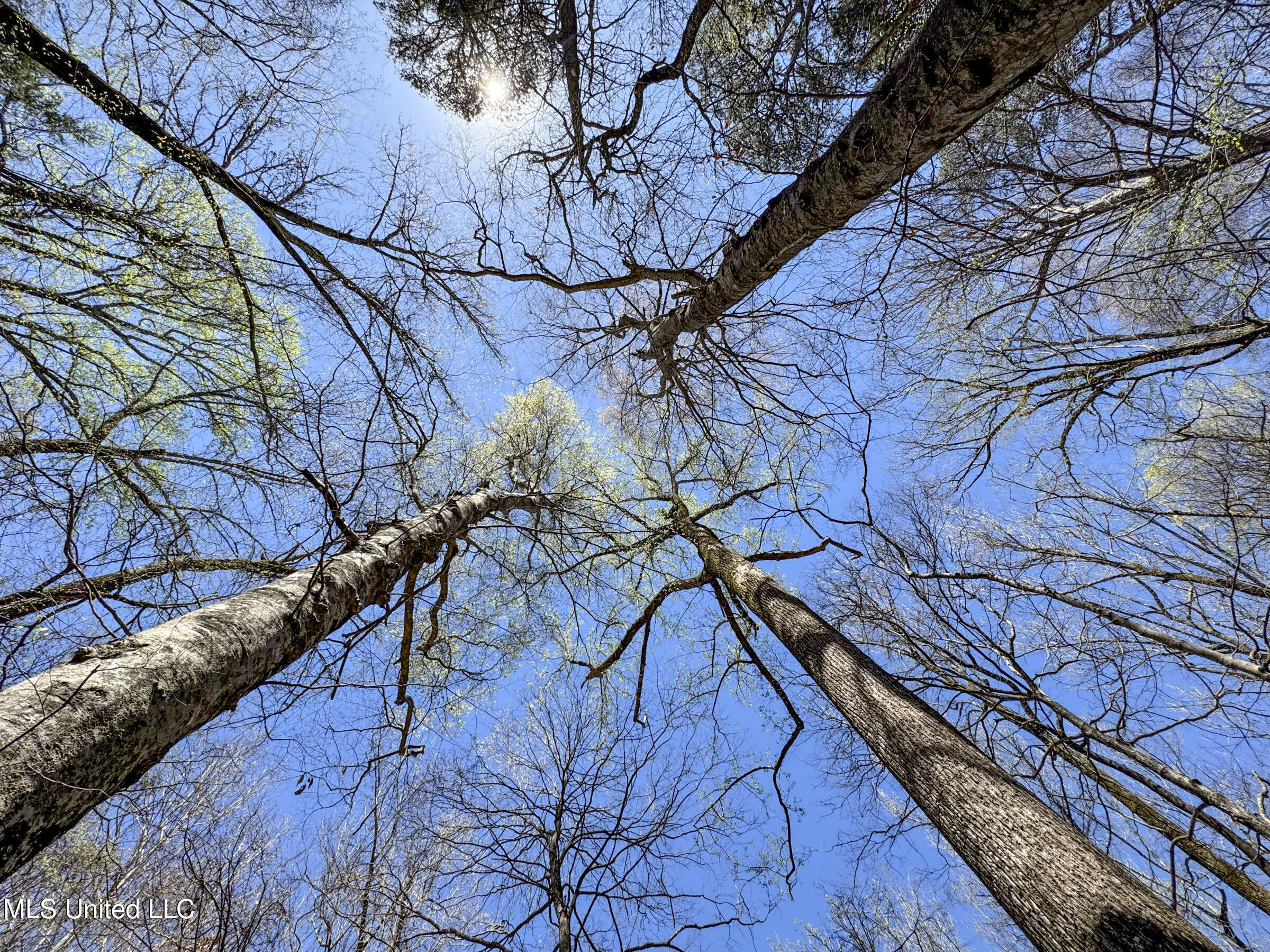 Ms-35 Charleston, MS 38921 - Photo 96 of 119 4omtch37