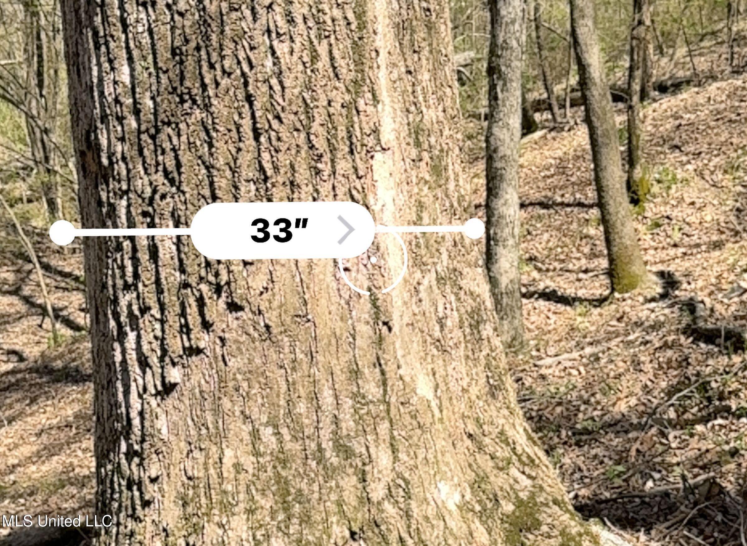 Ms-35 Charleston, MS 38921 - Photo 97 of 119 4omtch40