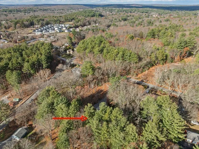 a view of a yard with plants and large trees