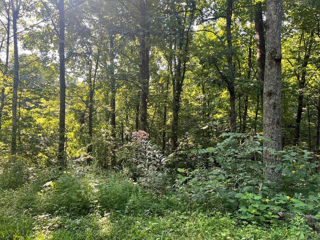 15 Raintree Road Gatlinburg, TN 37738 - Photo 7 of 9