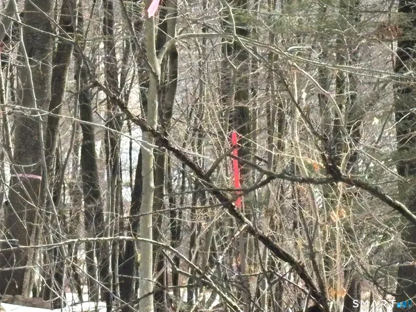 a picture of a tree