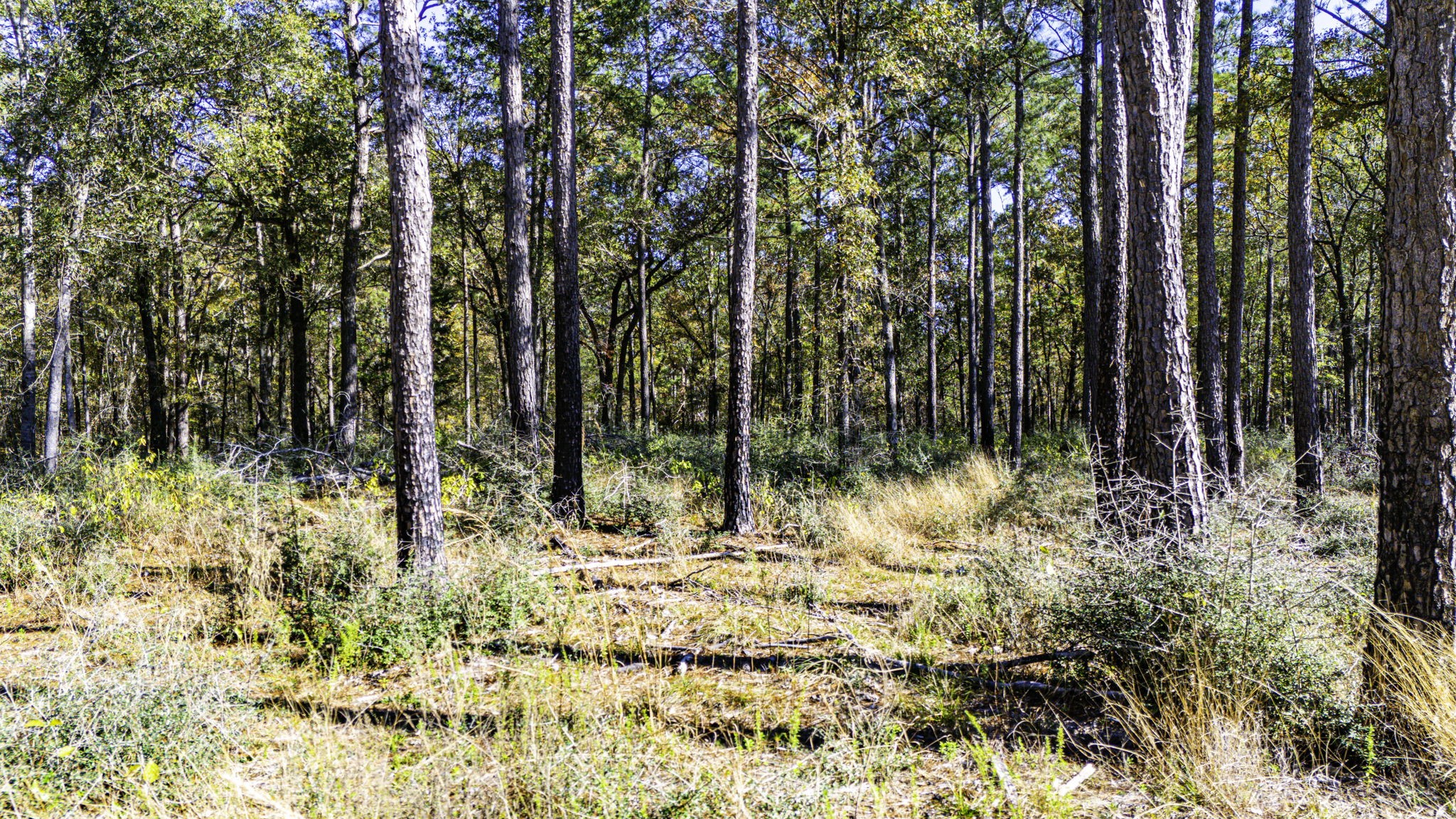 24 Magnolia Ranch Road Onalaska, TX 77360 - Photo 3 of 10