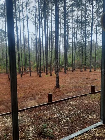 a view of a yard with large trees