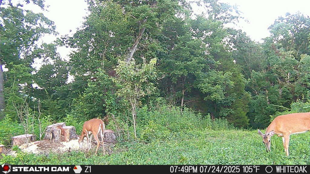 0 Edwards Lane McEwen, TN 37101 - Photo 24 of 100