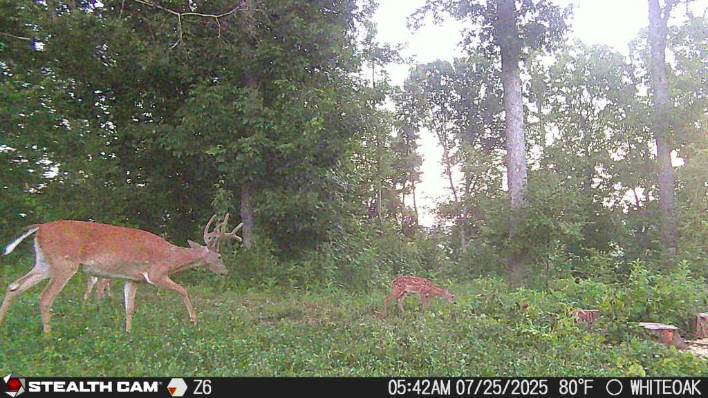 0 Edwards Lane McEwen, TN 37101 - Photo 35 of 100