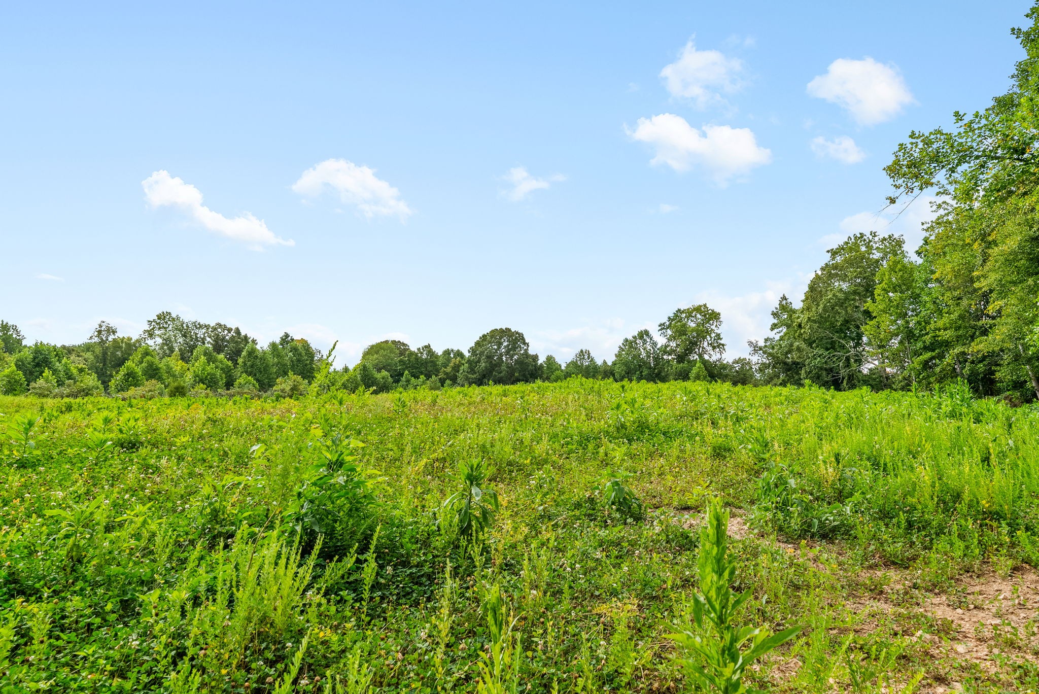 0 Edwards Lane McEwen, TN 37101 - Photo 85 of 100