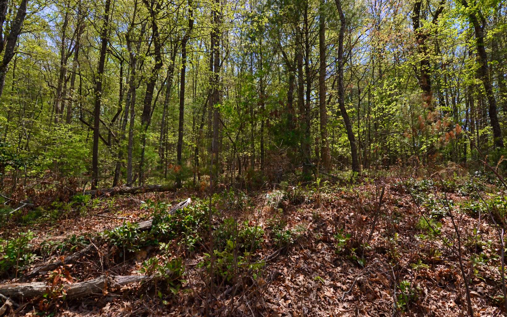 Longs Road Blue Ridge, GA 30513 - Photo 6 of 13 Additional View