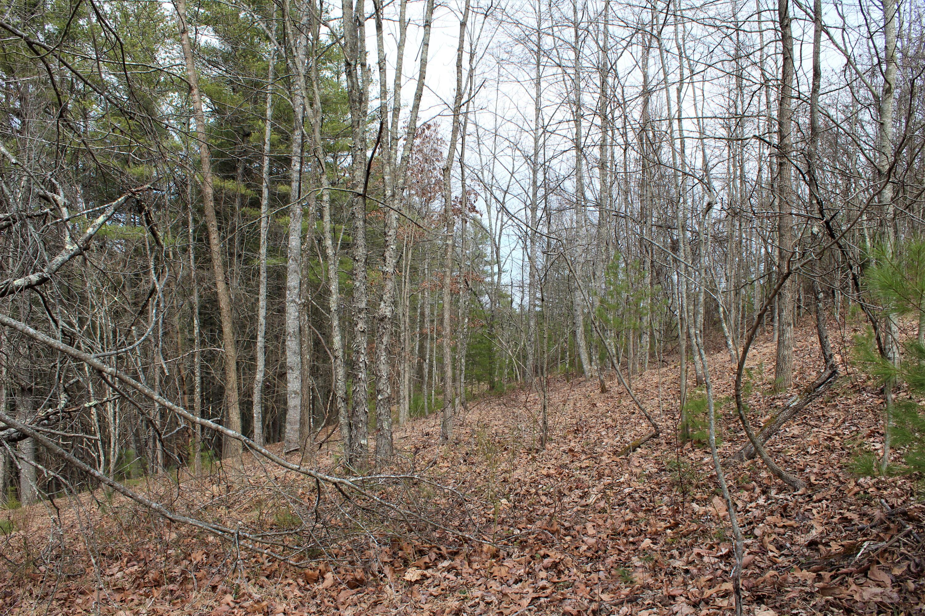 1245 North Shady Lane Road Campton, KY 41301 - Photo 25 of 96 026 upper elevation forest area near the