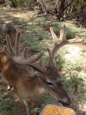 $1,249,900 | 7807 Highway 6, Clifton, TX 76634